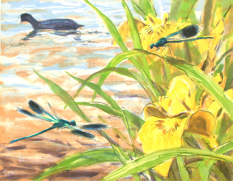 banded demoiselles, iris and coot