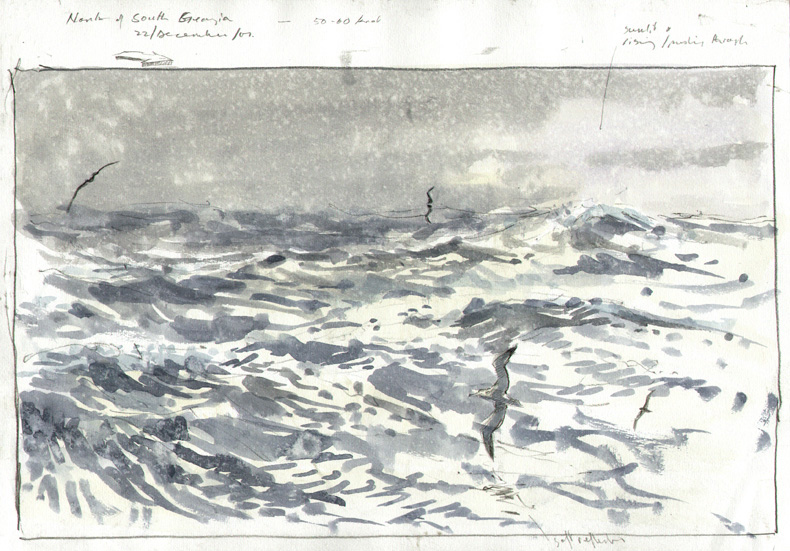 wandering albatross 1