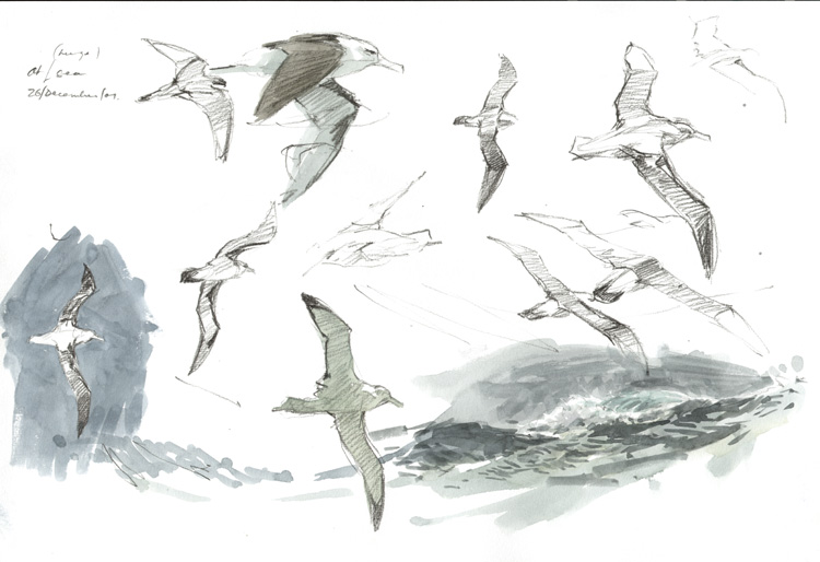 smaller albatrosses 1