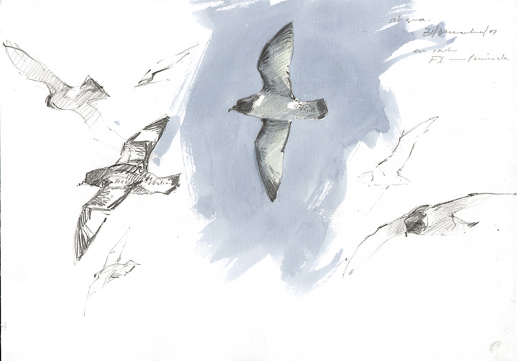 cape petrel 1