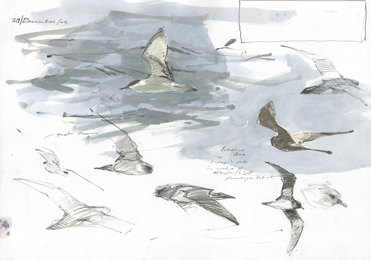 petrels