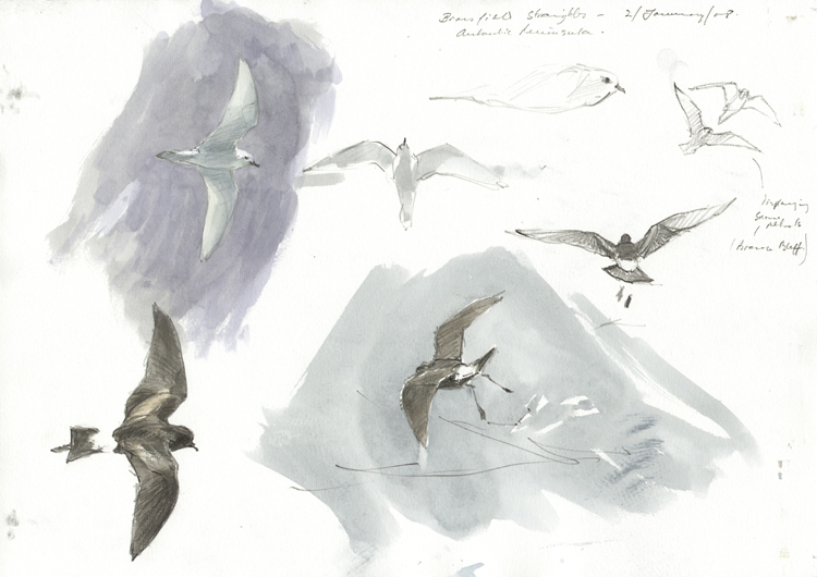 storm petrels