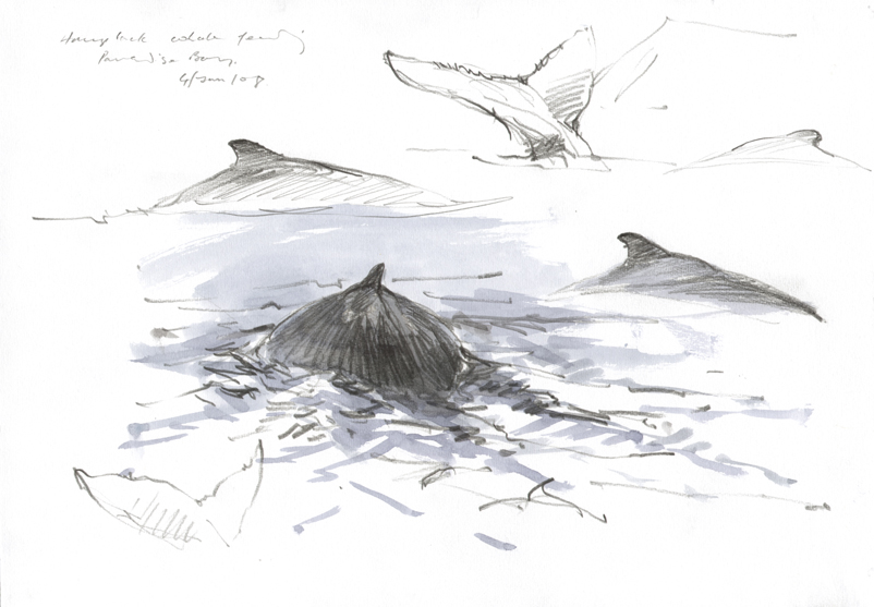 humpback whale sketches