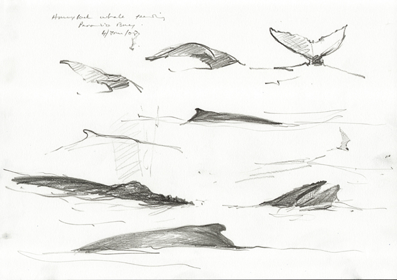 humpback whales sketches 2