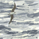 archive seabirds antarctica