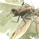 common darter dragonfly