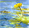 summer river dragonflies