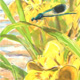 banded demoiselles, iris, and coot
