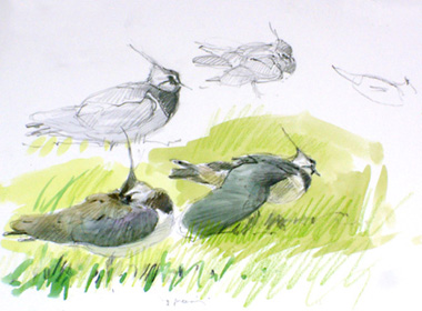 lapwings and hares 3