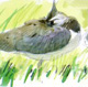lapwings and hares