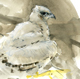 peregrine falcons in the nest, scotland