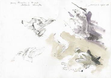 peregrine young in nest 7