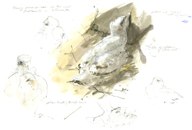 peregrine in nest 1