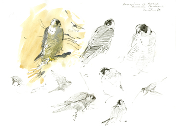 peregrine 3