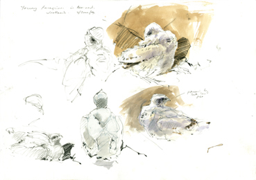peregrine in nest 4