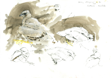 peregrine i nest 5