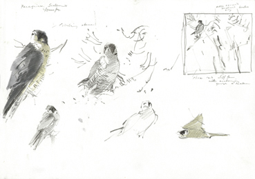peregrines