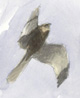 sky-dancing harrier