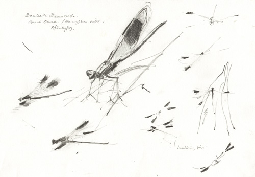 banded demoiselles 3