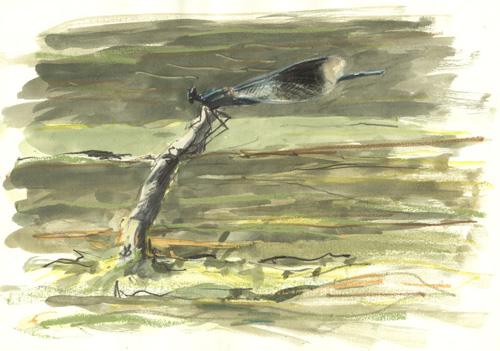 banded demoiselle 1