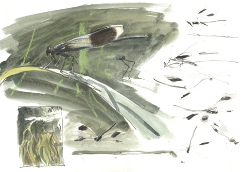banded demoiselles 2