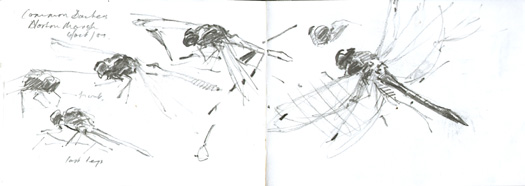 A6 norfolk sketchbook 1