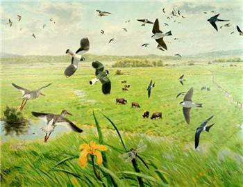 rspb pulborough brppks_face 2