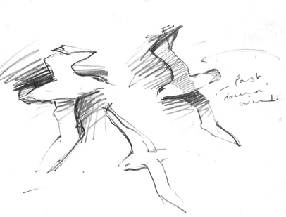 albatross 1
