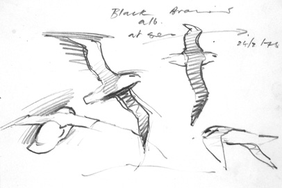 albatross 2