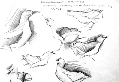 albatross 5