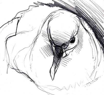 albatross 7