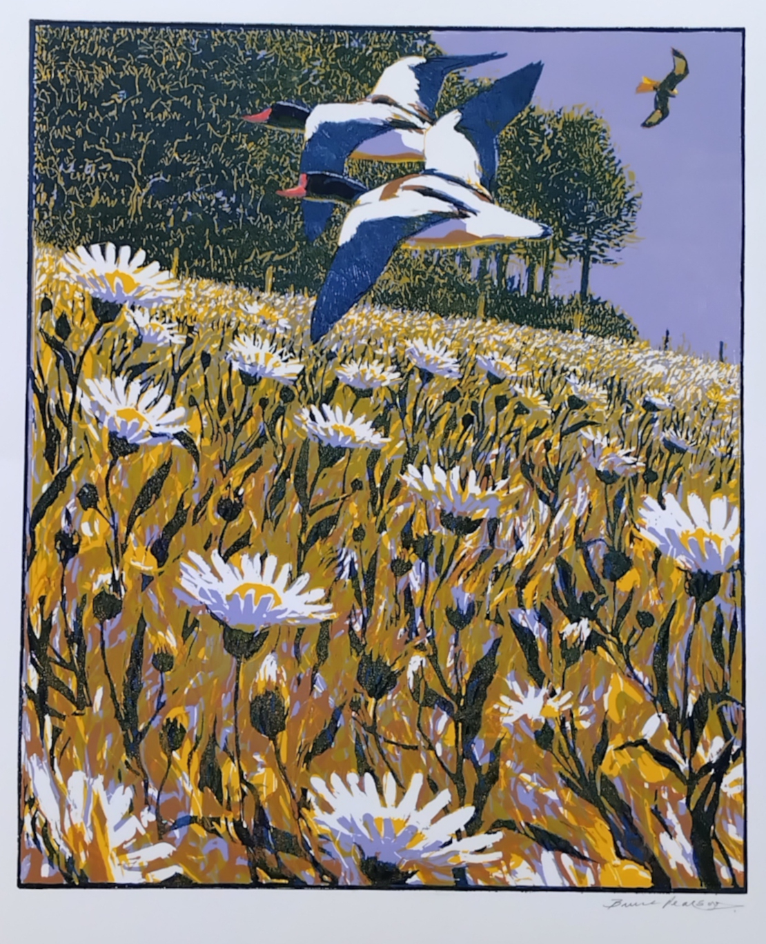This is my contribution to the exhibition this year. Its a 5-colour relief print of Oxeye Daisies, Shelduck and Red Kite. This is my contribution to the exhibition this year. Its a 5-colour relief print of Oxeye Daisies, Shelduck and Red Kite.