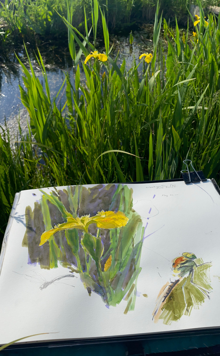 Field sketching, Woodwalton Fen Field sketching, Woodwalton Fen