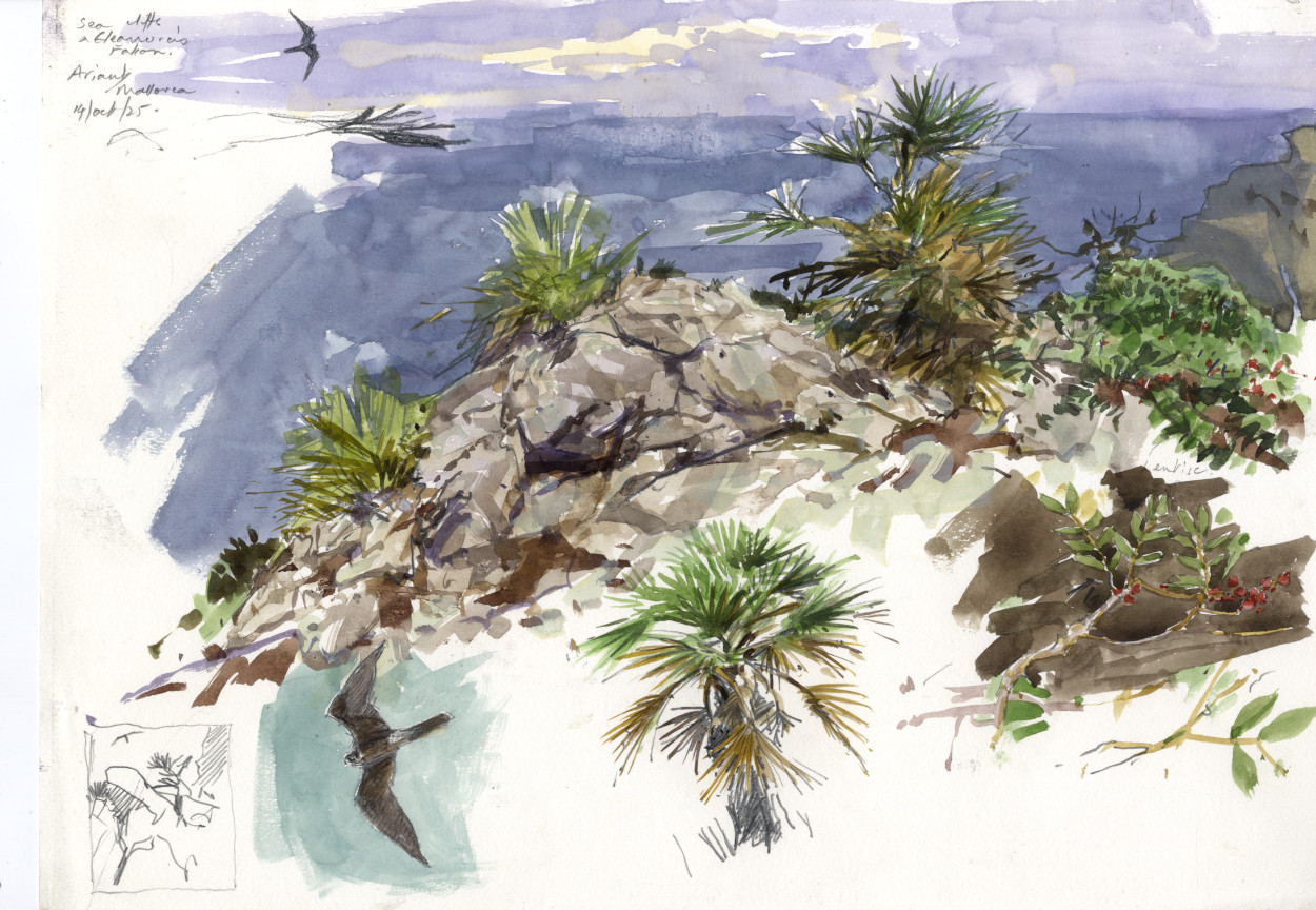 Eleanora's falcons over the cliffs of Ariant, MAllorca