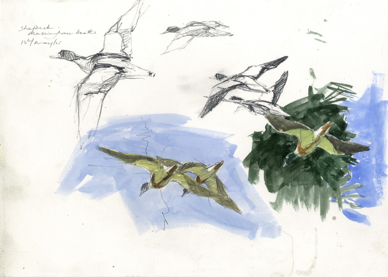 One of the field sketches from a day in 2025 I spent sitting at the edge of a field full of oxeye daisies. I watched and sketched as birds, butterflies and dragonflies passed, but it was the brightness of the shelduck against the landscape that created the idea of an image that would work well as a print. One of the field sketches from a day in 2025 I spent sitting at the edge of a field full of oxeye daisies. I watched and sketched as birds, butterflies and dragonflies passed, but it was the brightness of the shelduck against the landscape that created the idea of an image that would work well as a print.