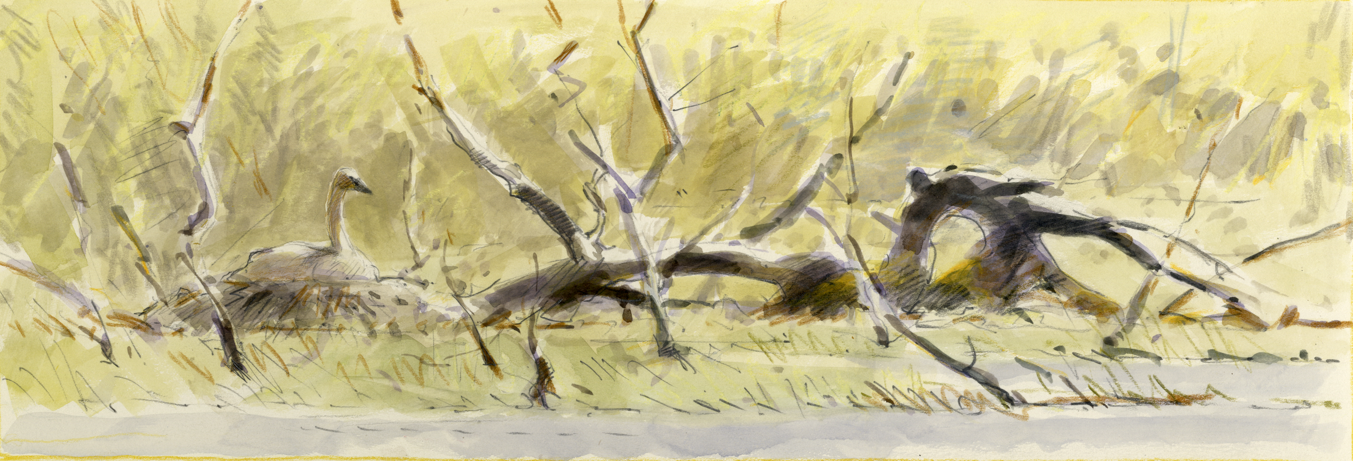 Trumpeter Swan on the nest.  A field sketch from the visit in 1997.