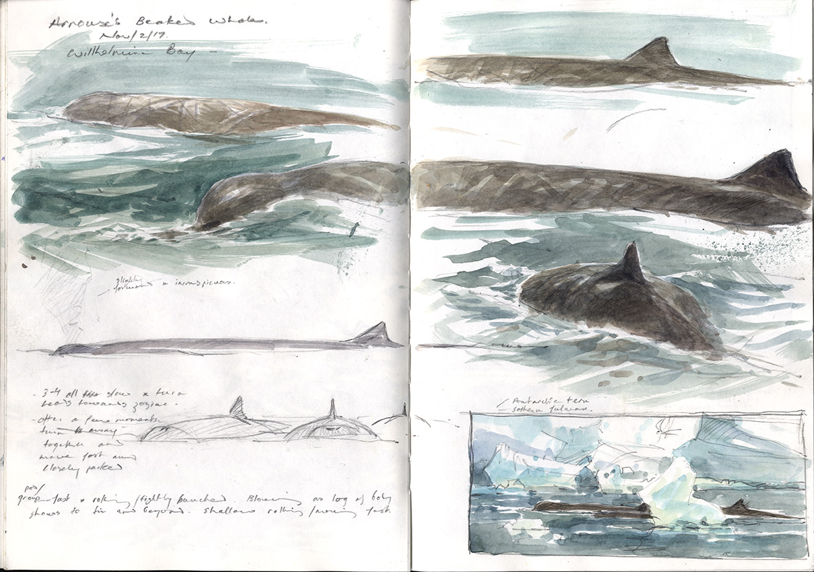 Arnoux's beaked whale, sketchbook notes, November 2017