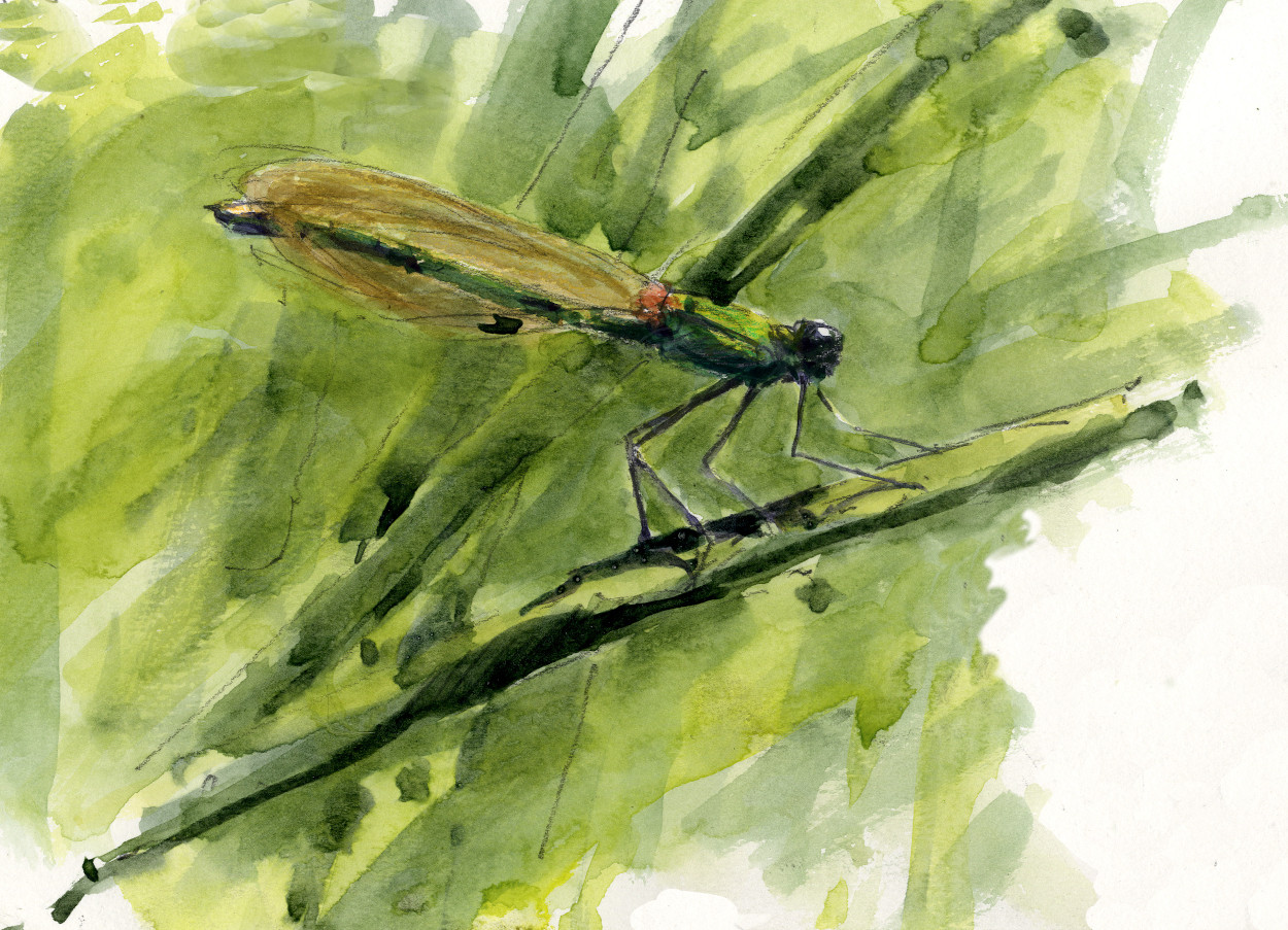 Banded Demoiselle (Calopteryx splendens - female) Banded Demoiselle (Calopteryx splendens - female)