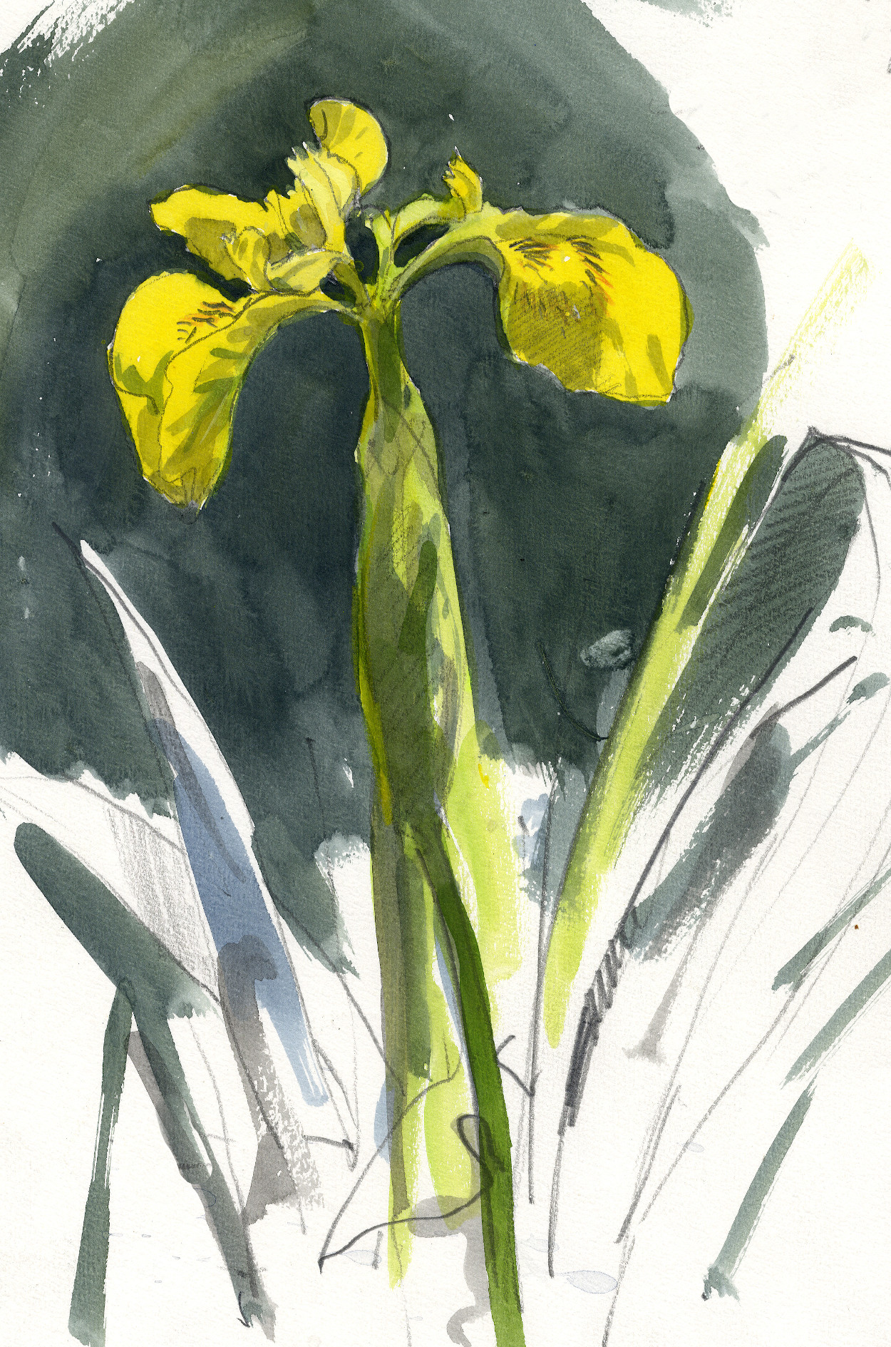 Flag Iris (Iris pseudacorus) Flag Iris (Iris pseudacorus)