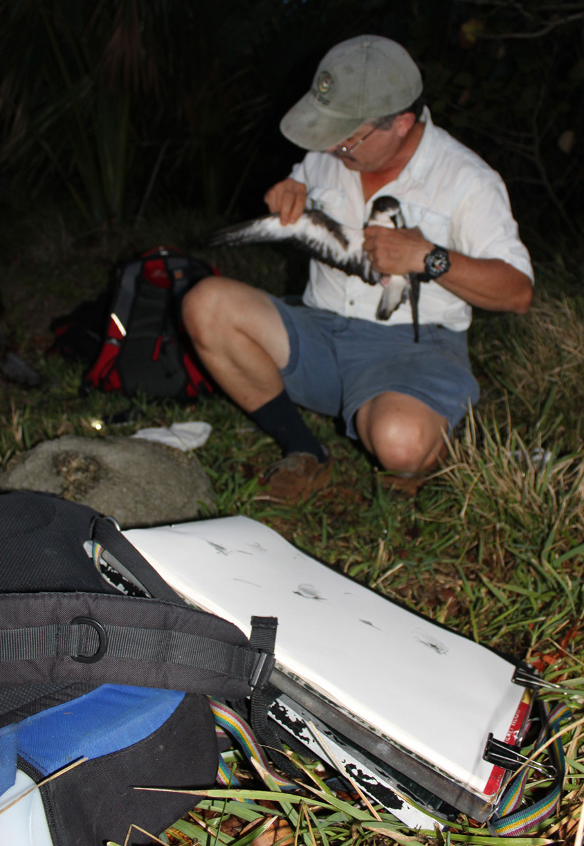 I watched as Jeremy Madieros, Cahow Recovery Project Manager, withdrew the birds from their breeding burrows through an access tube above the nesting chamber.