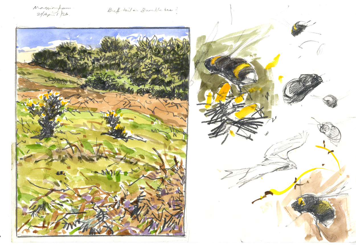 Hoverfly sketches Hoverfly sketches