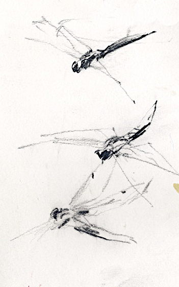 Four-spotted Chaser (Libellula quadrimaculata) Four-spotted Chaser (Libellula quadrimaculata)