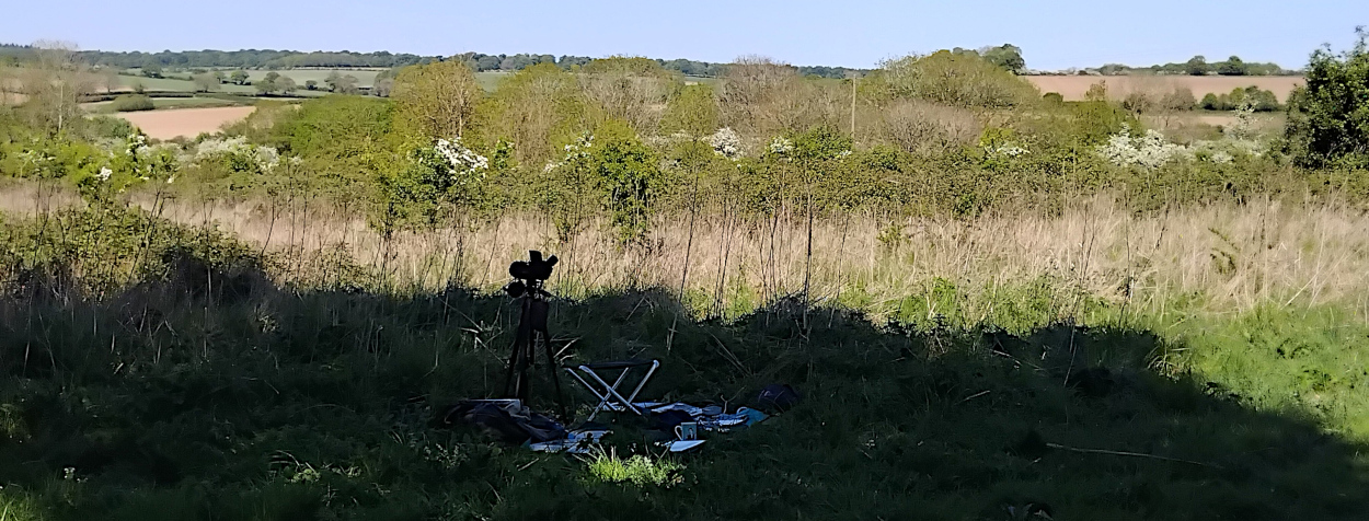 Drawing hoverflies by the old quarry at the northern end of the heath.  May 2025