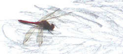 common darter