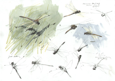 common darter 1
