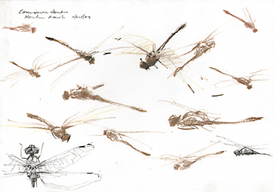 common darter 2