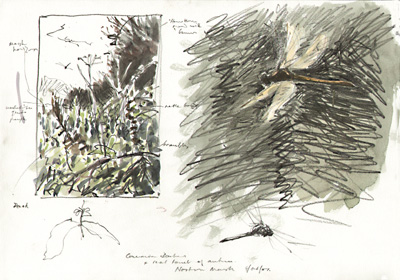 common darter 4