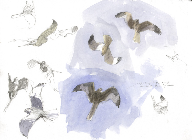 marsh harriers 1
