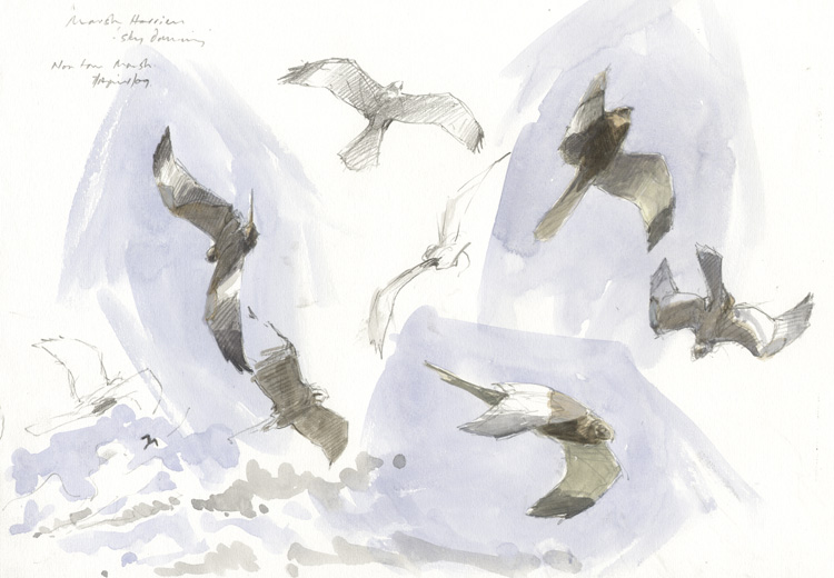 marsh harriers sky-dancing 2