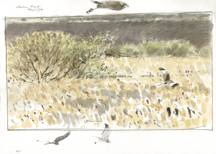 marsh harriers north norfolk 3
